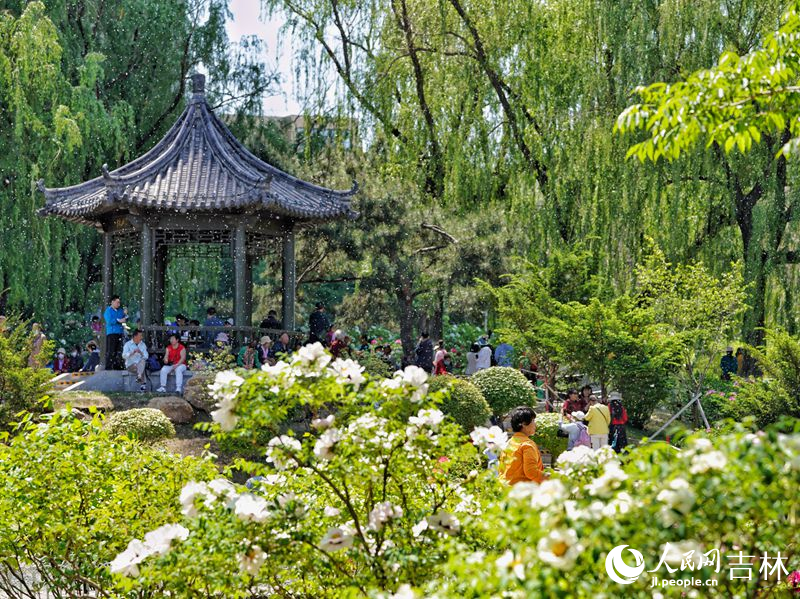 5月18日,长春市牡丹园11000余株牡丹花竞相绽放。人民网记者 李洋摄
