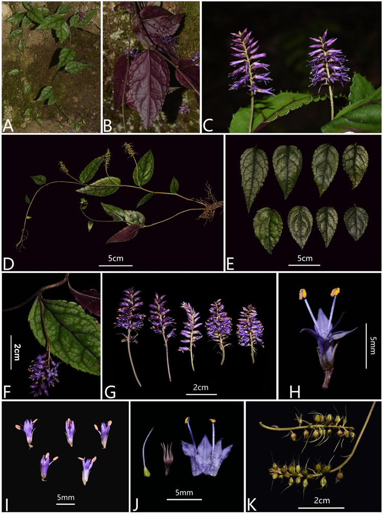 武陵腹水草(Veronicastrum wulingense)形态特征。受访者供图