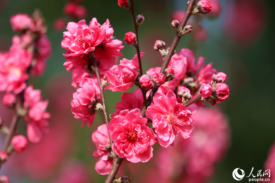 8.朵朵桃花向阳开。人民网 陈博摄