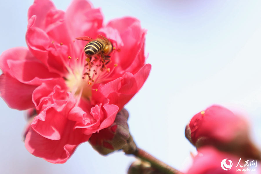 4.盛开的桃花散发出淡淡幽香,引得蜜蜂前来采蜜。人民网 陈博摄