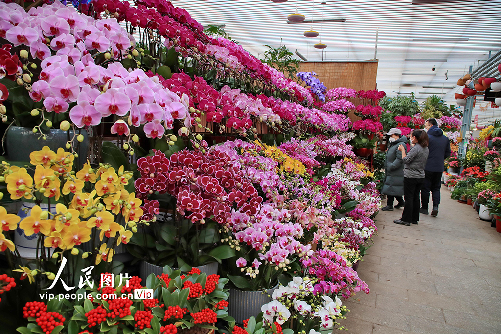 北京：600余万盆京产年宵花陆续上市