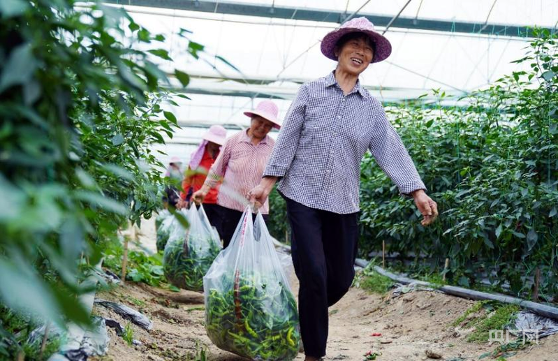 农户收获富硒辣椒(央广网发 曾嵘峰 摄)